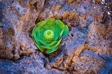 Aeonium ist eine Pflanzengattung aus der Familie der Dickblattgewächse.