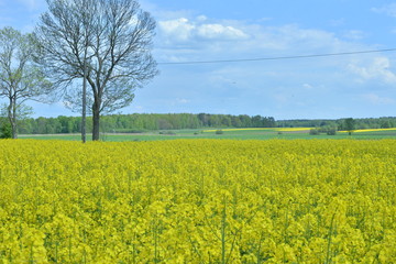 Obraz premium kwitnący rzepak