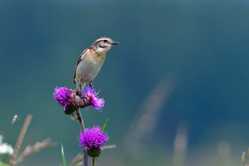Braunkehlchen auf einer Sitzwarte	