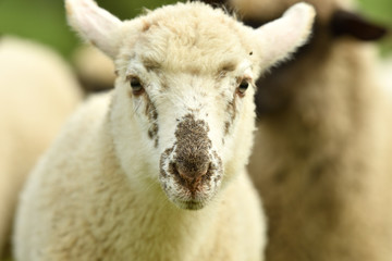 close-up of a sheep's head  on the farm meadow