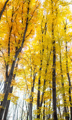 Yellow trees in the forest