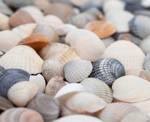 Seashells. Mollusk shells.