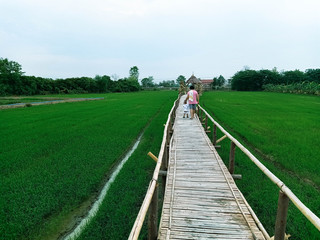 Bamboo walkway to rice fields in Thailand2