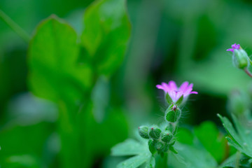 purple flower