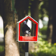 House for birds