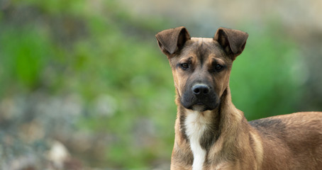 young brown dog at park