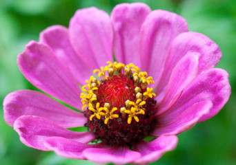 Obraz premium Pink zinnia flower