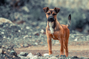 young brown dog at park