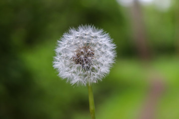 Dandelion portrait with a green background