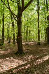 Naturschutzgebiet Ribnitzer Großes Moor