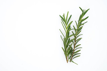 a branch of rosemary on white