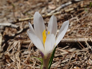 A Flower in a meadow near the town of Macugnaga, Italy - May 2019