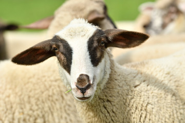 close-up of a sheep's head  on the farm meadow