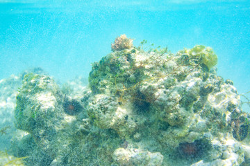 Corals and sea urchins on the underwater rock of the Caribbean