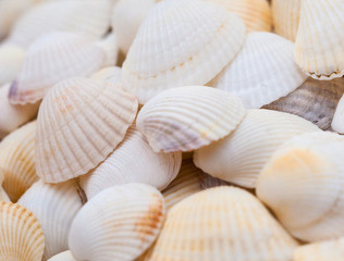 Seashells. Mollusk shells.