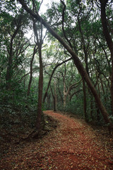 walking through the woods