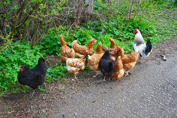 Chickens on the road near green grass