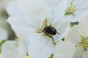 Bee on white spring flower