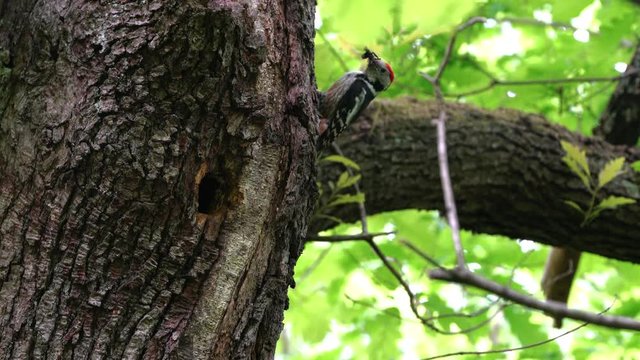 Middle Spotted Woodpeckers (Leiopicus medius) brings food for the chicks to nest in tree - (4K)