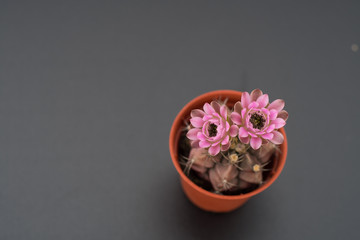 cactus in a pot on blackboard background, succulent plant