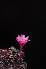 Fototapeta premium cactus in a pot on blackboard background, succulent plant