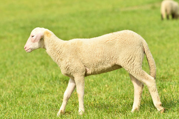 Obraz na płótnie Canvas close-up of a sheep's head on the farm meadow