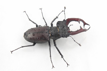 male insect beetle deer with antlers on white background