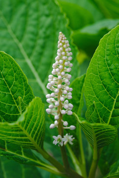 Inflorescence de Phytolaque en grappe, ou raisin d'Am&eacute;rique (Phytolaccaceae)