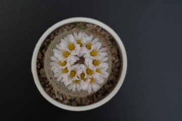 cactus in a pot on blackboard background, succulent plant