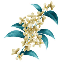 Fragrant Olive Flower