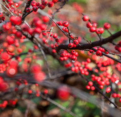 Red cotoneaster berries on the shrubs