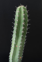 cactus tree isolated black background