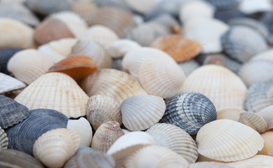 Seashells. Mollusk shells.