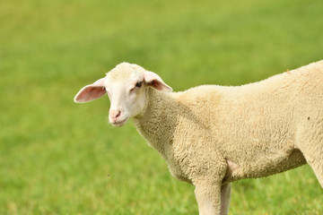 Naklejka na ściany i meble domestic sheep walks on a meadow and eats grass