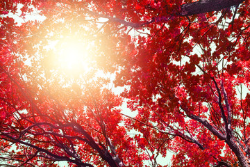 Oak tree branches with red leaves on blue sky and bright sunlight background, autumn sunny day nature artistic image, fall season forest, autumnal landscape, red trees crowns in sun glow, copy space