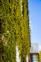 A green wall covered with leafs