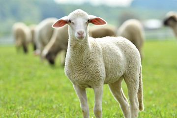 domestic sheep walks on a meadow and eats grass