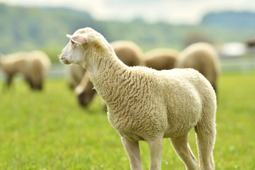 domestic sheep walks on a meadow and eats grass