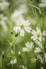 white flowers on green background