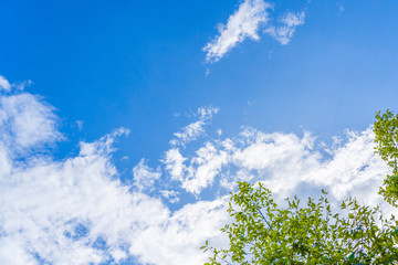 blue sky and cloud with trees