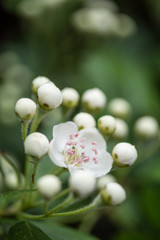 Fototapeta na wymiar white flowers of apple tree