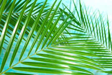 Beautiful palm leaves on color background, closeup. Exotic plant