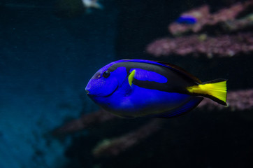 Fototapeta na wymiar Coral fish palette surgeonfish