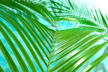 Beautiful palm leaves on color background, closeup. Exotic plant