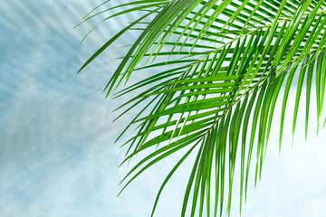 Beautiful palm leaves on color background, space for text. Exotic plant