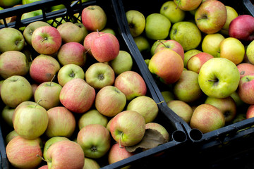 Lots of apples in boxes on the sales counter.