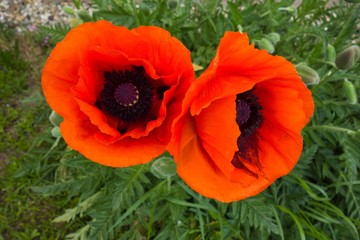 Fototapeta premium Closeup of big red poppies flowers