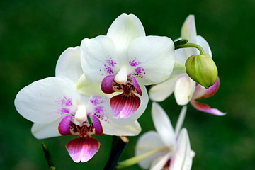 white orchid with purple spots