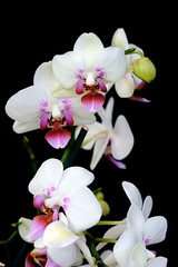 Fototapeta na wymiar white orchid with purple spots