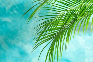 Beautiful palm leaves on color background, space for text. Exotic plant
